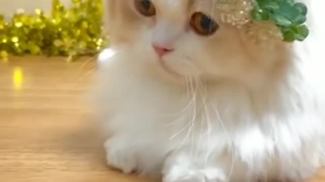 Adorable kitten so cute