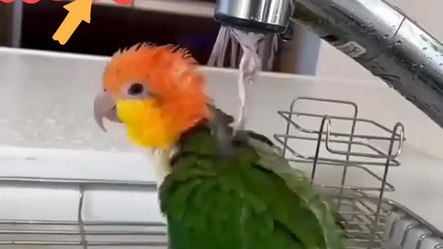 Cute parrot 🦜🦜🦜 shover