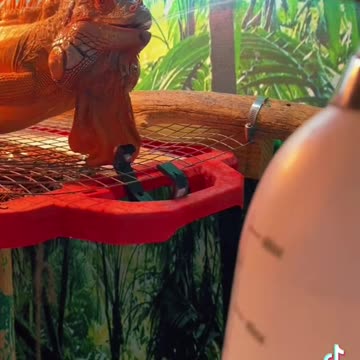 beautiful brazilian iguana lizard