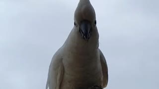 Feathered Visitors