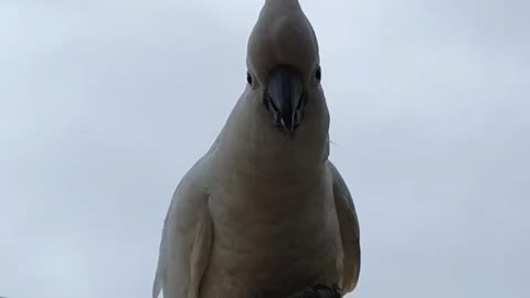 Feathered Visitors