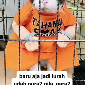 Short Funny Cat Videos