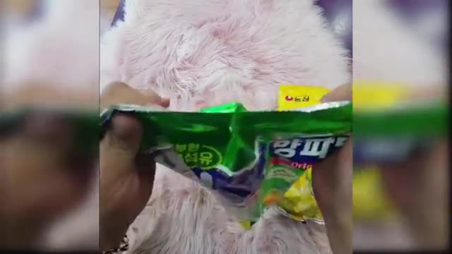 Baby Dogs - Cute and Funny Dog Videos Compilation | Aww Animals