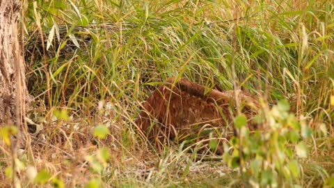 A Baby Calf Elk With Spots Sleeps In The Tall Grass In The Morning