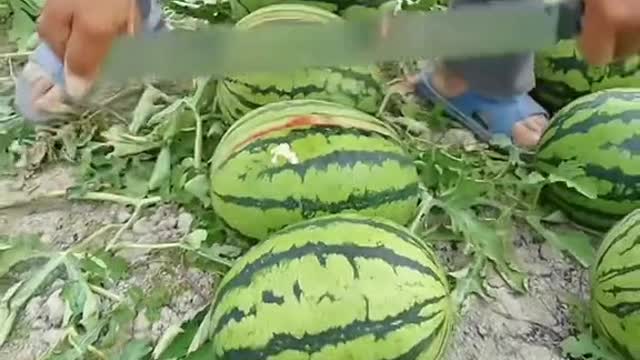 Watermelon