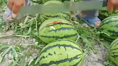 Watermelon