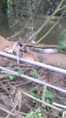 Angry DOG Bark & Growl Sound Effects [High Quality]