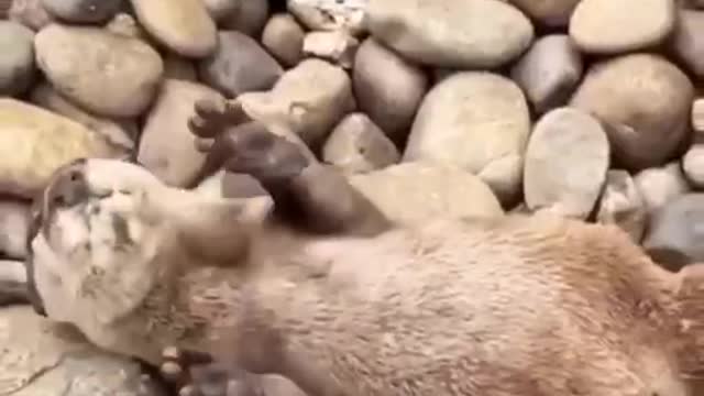 Funny otter do this exercise perfectly