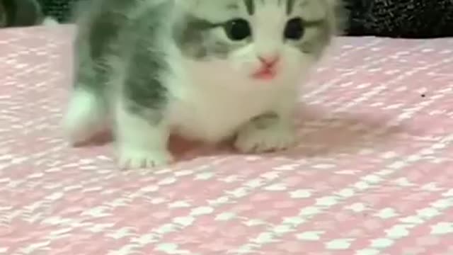 super cute tiny cat