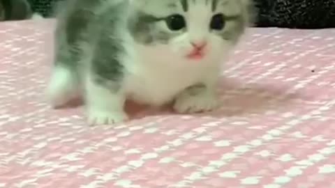 super cute tiny cat