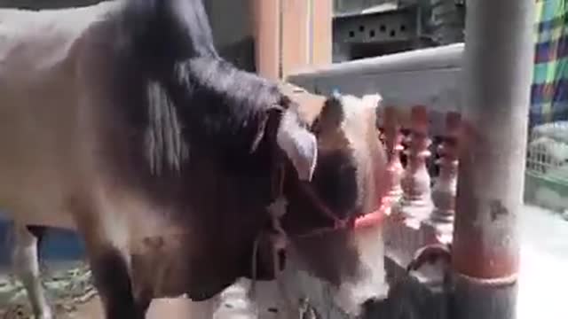 The cow cries in the name of Allah