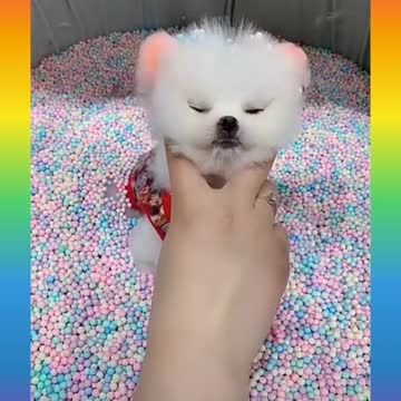 cute puppies video 1
