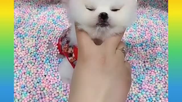 cute puppies video 1