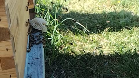 So many bees!