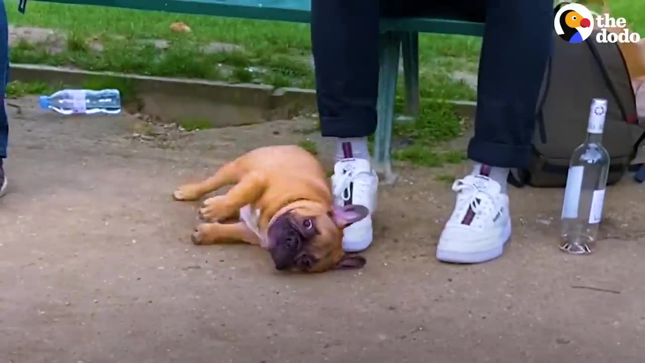 Baby Boar Chooses Yellow Lab To Be Her Dad | The Dodo