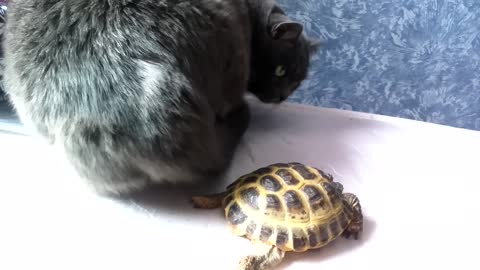 Cat bit the annoying turtle.