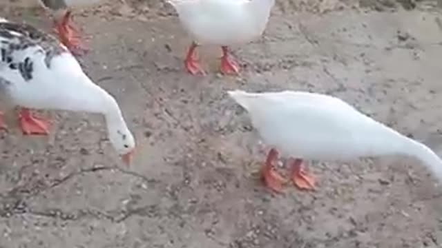 Duck walking funny