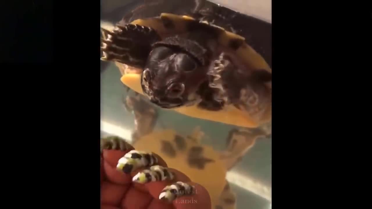 Cute Pets And Best Funny Animals