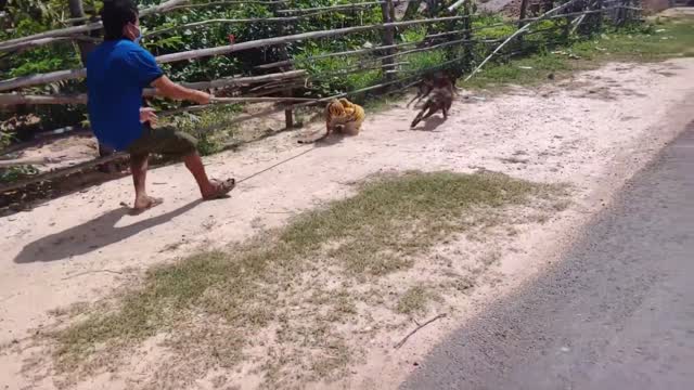 AWESOME: o Prank with tiger Fake dogs: HAHA