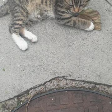 Tiger Baby kitty playing with leafs soo cute 😻😻😻