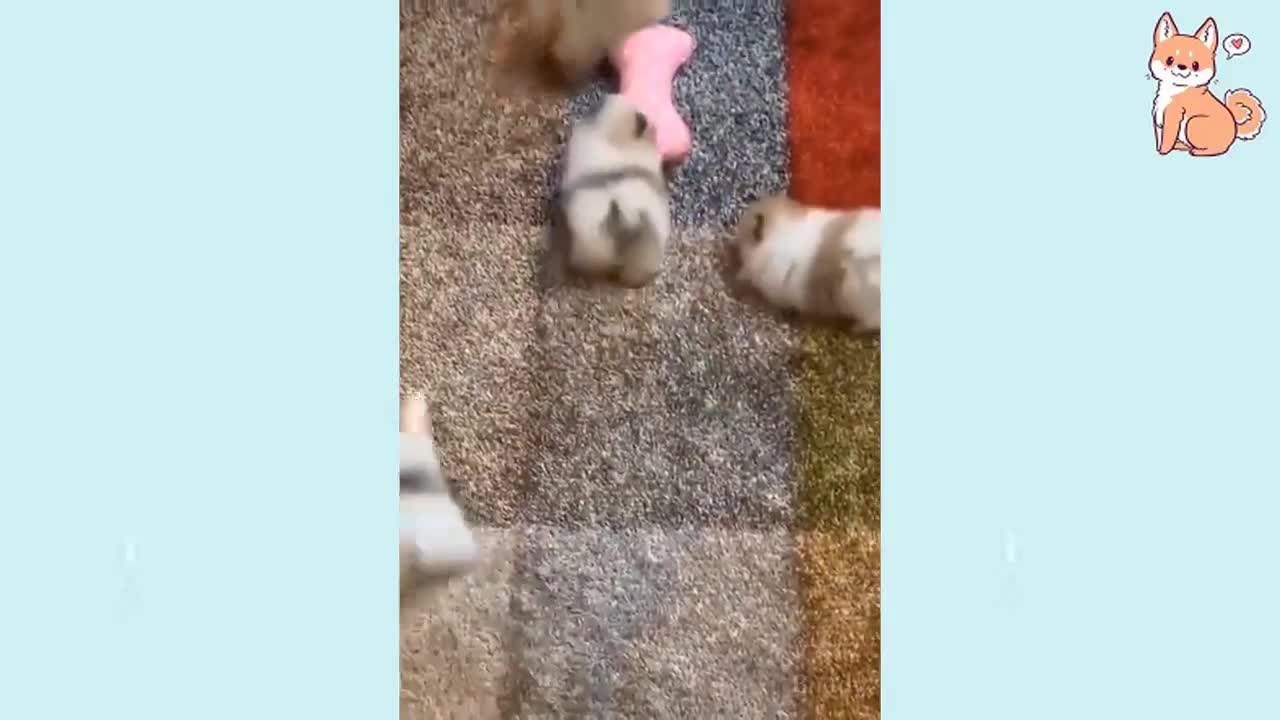 Cute puppy funny #lovely puppies # Baby Dogs Cute and Funny Dog Videos Compilation