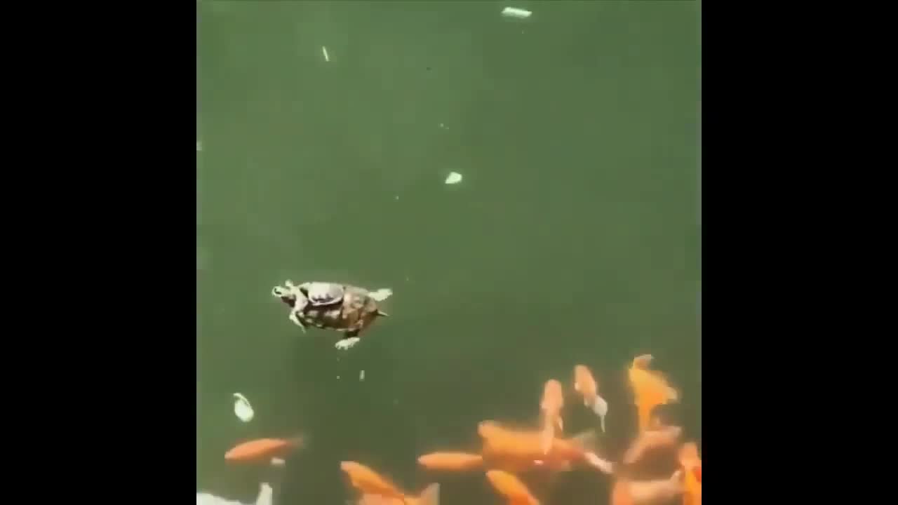 See how this turtle has become a leader