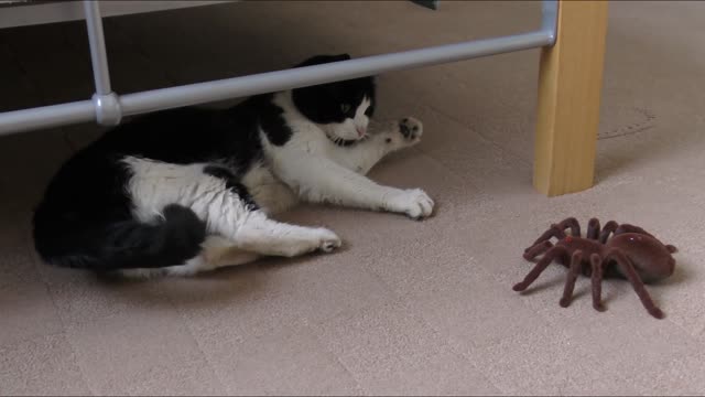 Cat play with spider