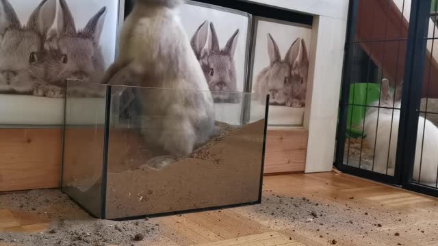 Rabbit Digging Bottle Of Sand Play Hare Funny