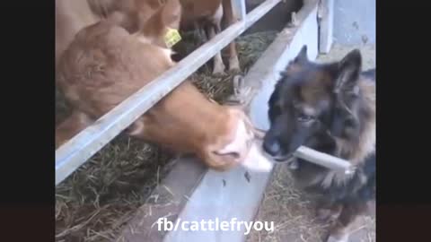 funny animal videos , video of funny clips0