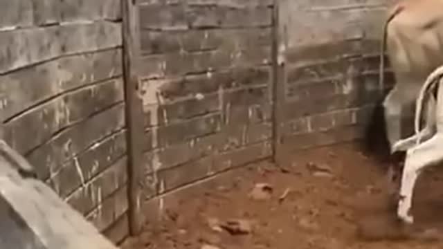 cow videos -- cow videos funny funny memes