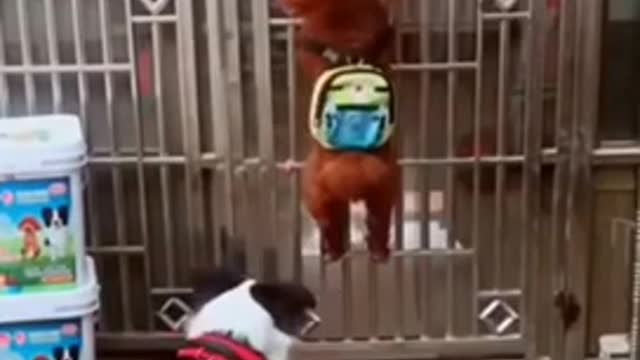Amazing Animals