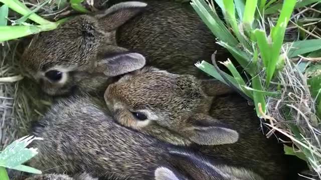 Baby Bunnies 2