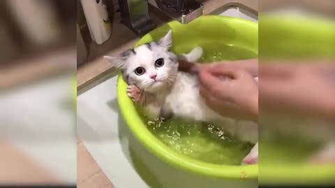 Cat Enjoying a Bath