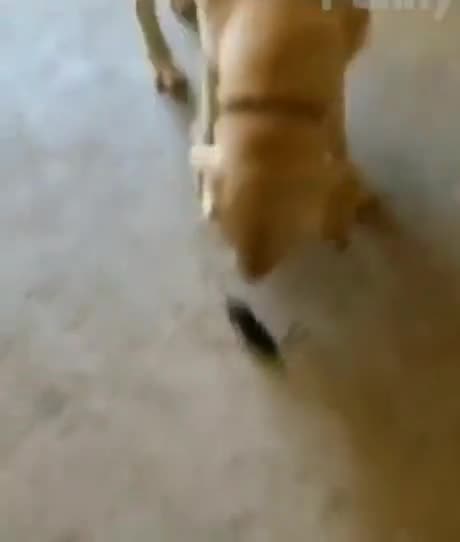 Dog Brings a Friend Home #funny_clips #doglife