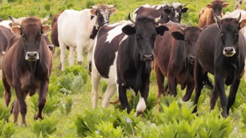 Cows together grazing in a field. Cows running into the camera