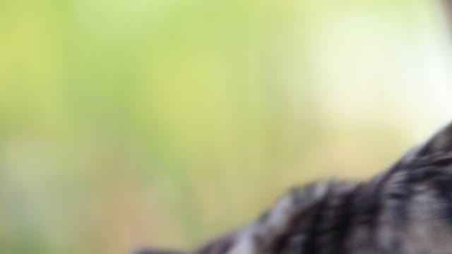 A closer look at the cat's head