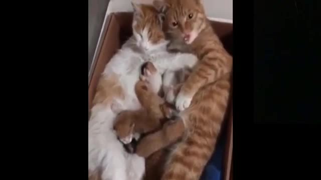 Cutest Adorable Cat Family falling in love Funny scene