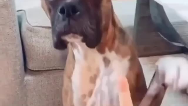 Angry & Cool Dog