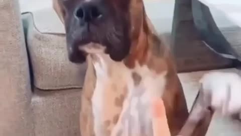 Angry & Cool Dog