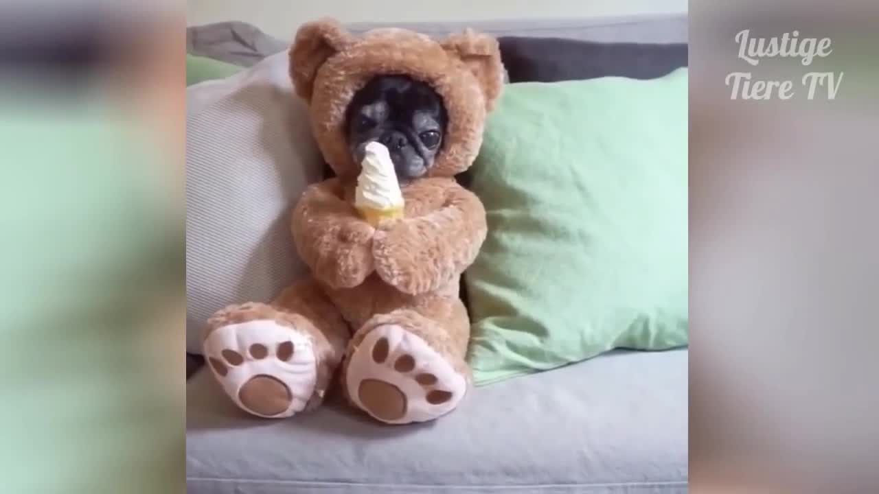 LOVELY AND FUNNY ANIMALS AND PETS. MUST SEE.