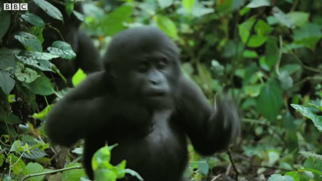 Spy Gorilla Comes Face To Face With Alpha Silverback BBC Earth_1080p.mp4