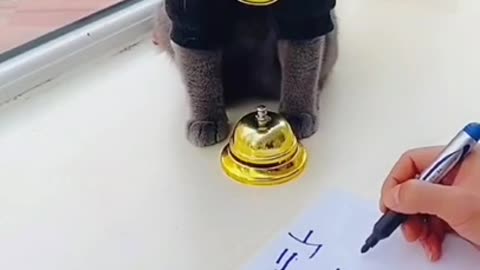 Lovely Cat, black cat, cats, funny cats, funny cat videos-meat cats