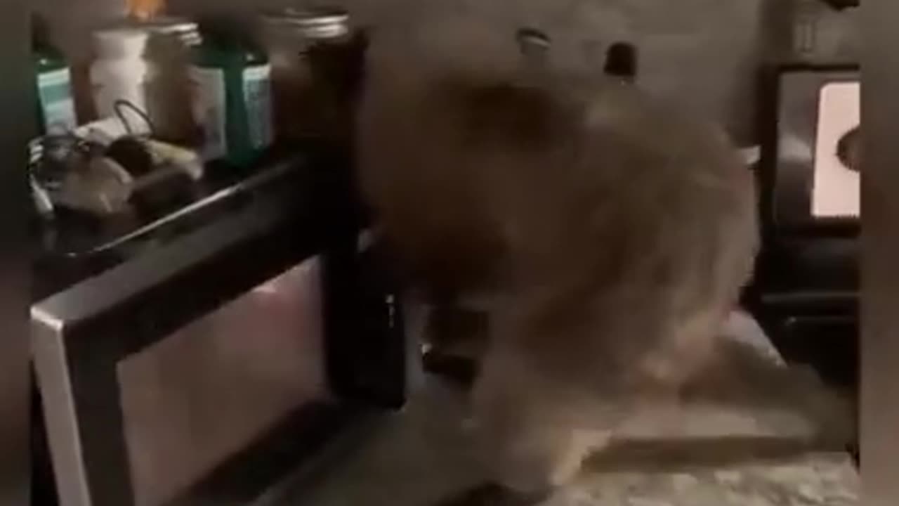 lovely pets