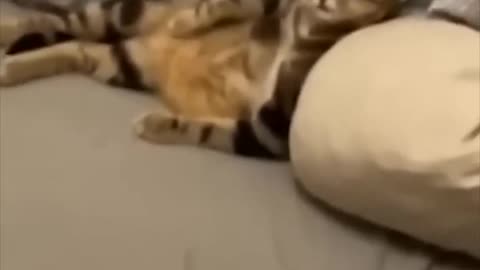 Funny Animal Videos Of The Day 0041! 😂😂 #fyp #memes #memedaily #dankmemes