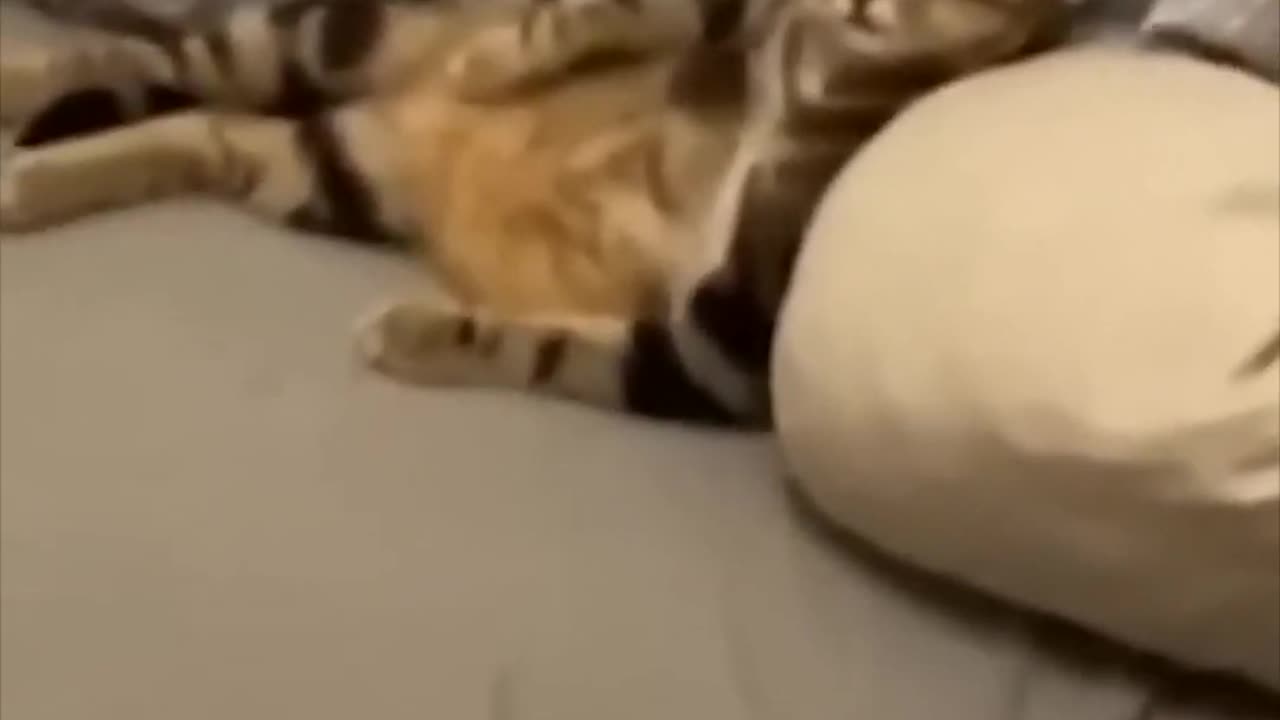 Funny Animal Videos Of The Day 0041! 😂😂 #fyp #memes #memedaily #dankmemes