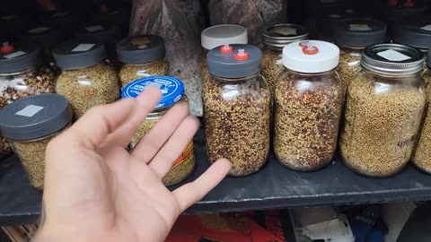 Mycology lesson. MSS>cleanup>starterjar>g2g