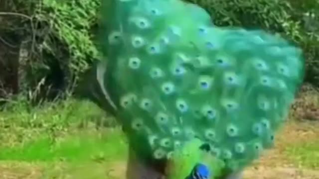 sooo cute and beautiful peacock (moare) cute animal world