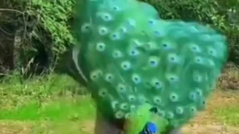 sooo cute and beautiful peacock (moare) cute animal world