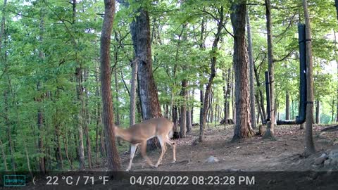 The Woods - 05/01/2022