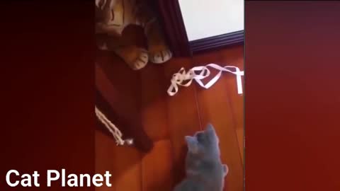 Funny Cats Video Compilation, only the best #cutecat